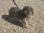 Lieve Mela is een heel klein hondje, Particulier, Rabiës (hondsdolheid), 1 tot 2 jaar, Buitenland