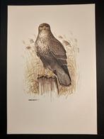 Buizerd, Verzenden, 1980 tot heden, Zo goed als nieuw, Dier