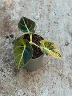 Alocasia black velvet gold variegata, Huis en Inrichting, Ophalen of Verzenden, Halfschaduw, Minder dan 100 cm