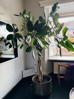 Ficus Benghalensis met goud/koperen pot, Ophalen, Ficus, Halfschaduw, In pot