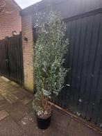 Mooie grote eucalyptus planten, Ophalen of Verzenden, Overige soorten
