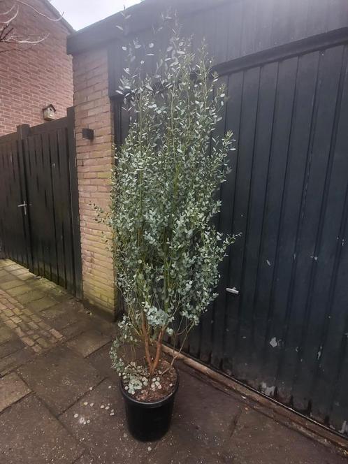 Mooie grote eucalyptus planten, Tuin en Terras, Planten | Struiken en Hagen, Overige soorten, Ophalen of Verzenden