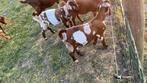 bokje boergeit met maanvlekken, Dieren en Toebehoren, Schapen, Geiten en Varkens, Mannelijk, Geit, 0 tot 2 jaar