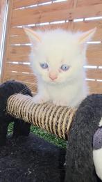 Kittens Brits korthaar/langhaar, Dieren en Toebehoren, Katten en Kittens | Overige Katten, Meerdere dieren