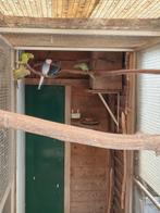 Halsband parkieten, Dieren en Toebehoren, Vogels | Parkieten en Papegaaien, Meerdere dieren, Parkiet