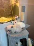 Britse Korthaar/Ragdoll kittens NOG 3 BESCHIKBAAR, Dieren en Toebehoren, Katten en Kittens | Raskatten | Langhaar, Meerdere dieren
