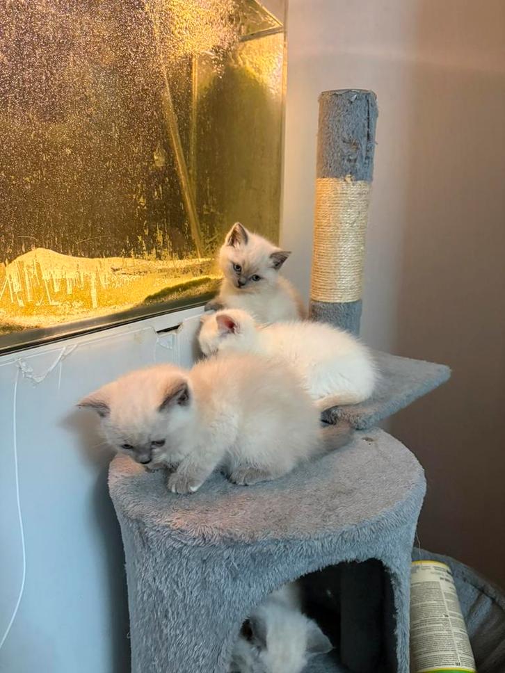 Britse Korthaar/Ragdoll kittens NOG 3 BESCHIKBAAR, Dieren en Toebehoren, Katten en Kittens | Raskatten | Langhaar, Meerdere dieren