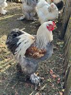 Brahma hanen te koop, Dieren en Toebehoren, Pluimvee, Mannelijk, Kip