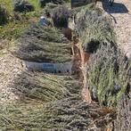 Gedroogde Organische Lavendel, Volle zon, Vaste plant, Ophalen of Verzenden, Kruiden