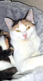Lieve Liesje 1 jaar gesteriliseerd., Poes