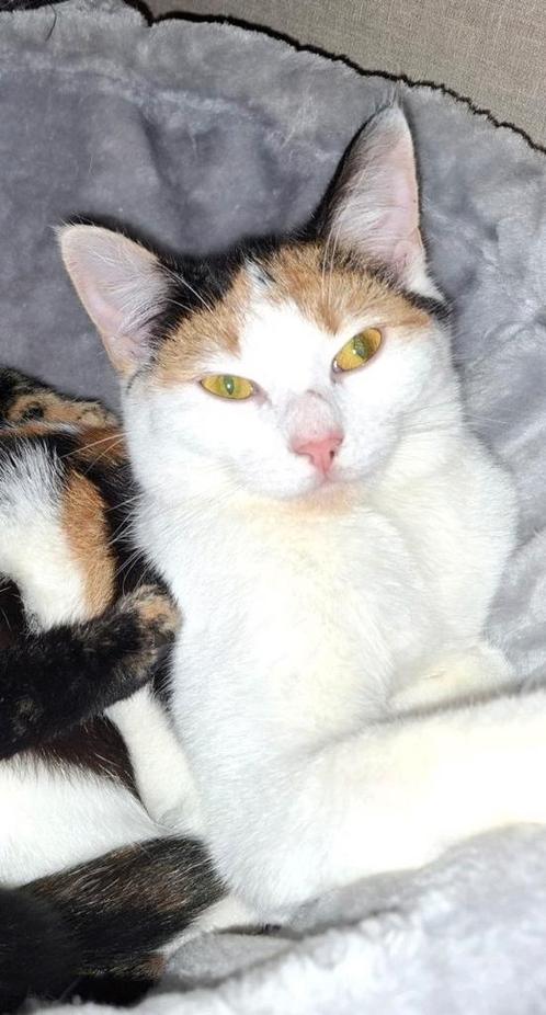 Lieve Liesje 1 jaar gesteriliseerd., Dieren en Toebehoren, Katten en Kittens | Overige Katten, Poes