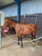 Babet: Gelderse Recreatiemerrie (19 jr, 1.70 m), Dieren en Toebehoren, Paarden, Merrie, Gechipt, L, 11 jaar of ouder