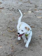 Puppy maltipoo, Parvo, Particulier, 15 weken tot 1 jaar, Reu