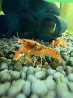 Oranje CPO-kreeftjes (Cambarellus patzcuarensis), Dieren en Toebehoren, Kreeft, Krab of Garnaal