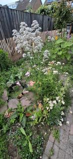 Valeriaan wit, Ophalen of Verzenden, Volle zon, Zaad