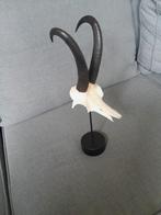 Gems hoorns / gewei, Verzamelen, Dierenverzamelingen, Ophalen of Verzenden, Zo goed als nieuw, Hert, Schedel
