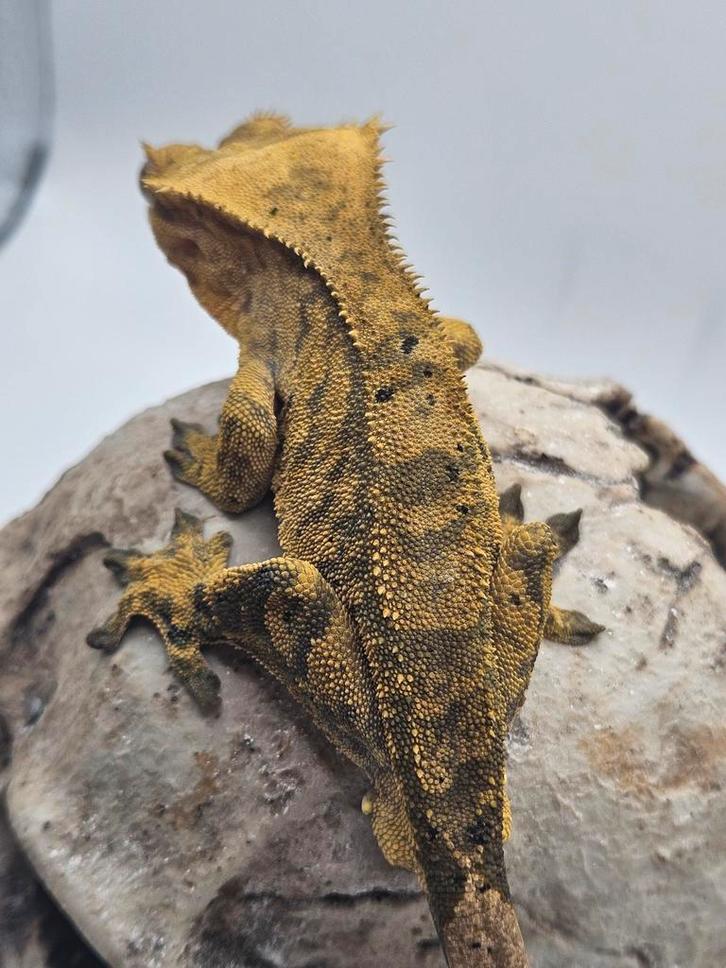 Wimpergekko - crested gecko