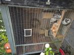 Hondenkennel/ kattenren/ kippenhok, Dieren en Toebehoren, Ophalen, Hondenkennel, 100 cm of meer, 110 cm of meer