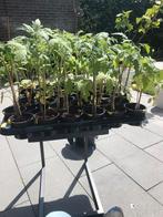 Tomaten tomatenplant biologisch, meloen plantjes, paprika, Tuin en Terras, Zomer, Ophalen, Groenteplanten, Eenjarig