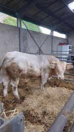 Stier, Mannelijk, 0 tot 2 jaar