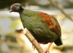 Roul Roul, Dieren en Toebehoren, Vogels | Overige Vogels, Meerdere dieren, Tropenvogel, Geringd