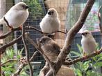 Jonge Zebravinkjes te koop, Dieren en Toebehoren, Meerdere dieren, Tropenvogel, Tam