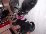 Lieve kittens van 10 weken oud zoeken een gouden mandje, Dieren en Toebehoren, Meerdere dieren