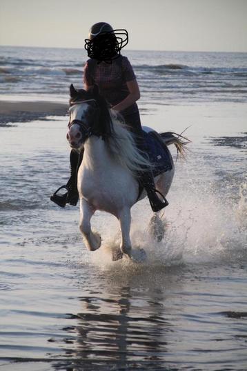 Leuke pony te koop beschikbaar voor biedingen