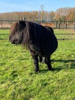 Goed thuis gezocht voor 2 stoere mannen!, Dieren en Toebehoren, Gechipt, Hengst, A pony (tot 1.17m), Onbeleerd