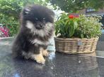 Prachtige en lieve Pomeriaan pups met stamboom, Dieren en Toebehoren, Honden | Chihuahua's en Gezelschapshonden, Overige rassen