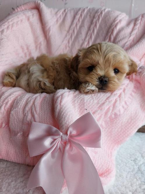 mini maltipoo pups teefjes, Dieren en Toebehoren, Honden | Chihuahua's en Gezelschapshonden, Teef, Overige rassen, Fokker | Hobbymatig