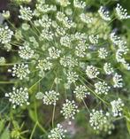 Ammi majus zaden, Ophalen of Verzenden, Volle zon