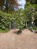 Laurierkers in pot, Ophalen, Laurier, 100 tot 250 cm