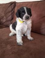 Stabij pups, 8 tot 15 weken, Meerdere, Meerdere dieren, Middel