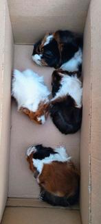 Peruvian Cavia Peruviaanse zeugje, Dieren en Toebehoren, Knaagdieren, Oktober, Vrouwelijk, Cavia