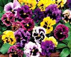 Viooltje Rokkoko, dubbel mix, Ophalen of Verzenden, Voorjaar, Volle zon, Zaad
