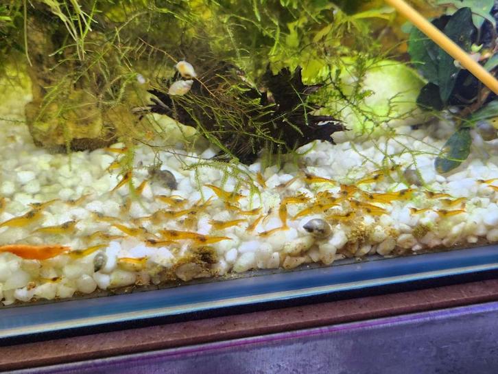 Orange Sakura Garnalen, Dieren en Toebehoren, Vissen | Aquaria en Toebehoren, Nieuw, Overige typen, Ophalen