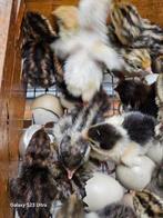 Chinese dwergkwartels kuikens, Meerdere dieren, Overige soorten