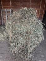 Voordroog hooi 2e snede, midibaal, Dieren en Toebehoren, Dierenvoeding, Ophalen, Vee