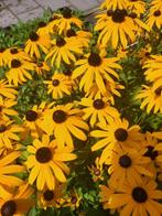Rudbeckia vaste plant, Ophalen of Verzenden, Overige soorten, Volle zon
