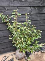 Olijfwilg haagplanten in alle maten, Ophalen of Verzenden, Overige soorten, Haag, 100 tot 250 cm