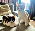 Kittens, broer en zus zoeken liefdevol thuis!, Dieren en Toebehoren, Katten en Kittens | Overige Katten, Meerdere dieren, Kortharig