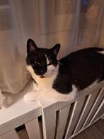 Gratis kat ophalen, Dieren en Toebehoren, Katten en Kittens | Overige Katten, Kater