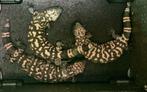 Heloderma Suspectum S., Dieren en Toebehoren, Hagedis