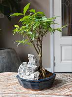 Malpighia Landscape Bonsai, Tuin en Terras, Planten | Bomen, Bloeit niet, Halfschaduw, Minder dan 100 cm, Overige soorten