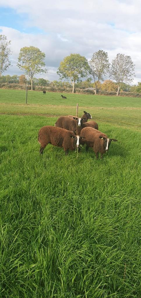 Zwartbles ooilammeren, Dieren en Toebehoren, Schapen, Geiten en Varkens, Schaap, Mannelijk