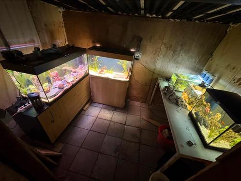 AHG (Aqua Haven Groningen) vissenopvang, Dieren en Toebehoren, Vissen | Aquaria en Toebehoren, Ophalen of Verzenden