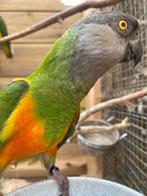 Bonte boer pop, Dieren en Toebehoren, Vogels | Parkieten en Papegaaien, Vrouwelijk, Dwergpapegaai of Agapornis