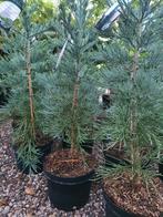 Sequoiadendron Giganteum Glaucum / blauwe mammoet boom ‼️‼️, Bloeit niet, Zuilboom, 400 cm of meer, Ophalen