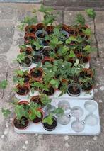 Aardbeien planten AFGEPRIJSD ! DE LAATSTEN VAN DIT SEIZOEN!, Ophalen, Zomer, Volle zon